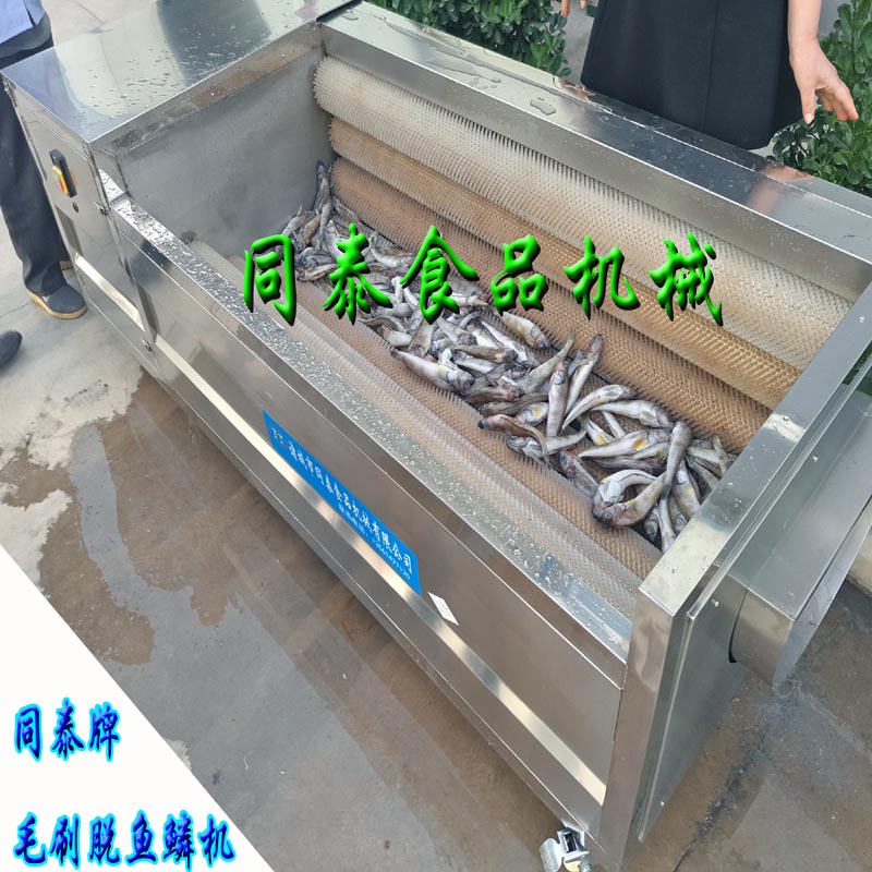 带鱼清洗机 秋刀鱼去鳞毛辊清洗设备